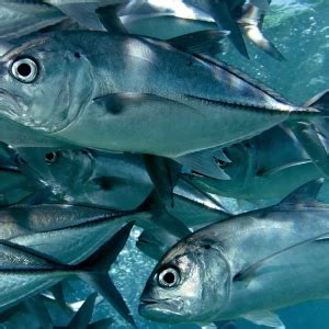 Bigeye trevally - Facts, Diet, Habitat & Pictures on Animalia.bio