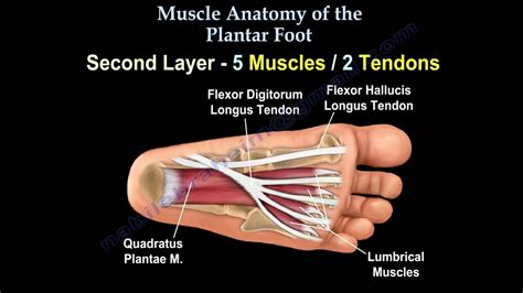 Muscle Anatomy Of The Plantar Foot - Everything You Need To Know - Dr. Nabil Ebraheim - YouTube ...