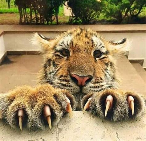 Tiger Claws are up to 5 inches in length. Forefeet have five claws, including a dew claw, while ...