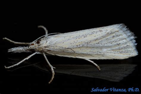 Lepidoptera-Crambidae-Subfamily Crambinae-Crambine Snout Moths (B) - Urban Programs - El Paso County