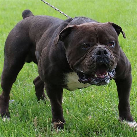 Olde English Bulldogge - Temperament, Lifespan, Shedding, Puppy