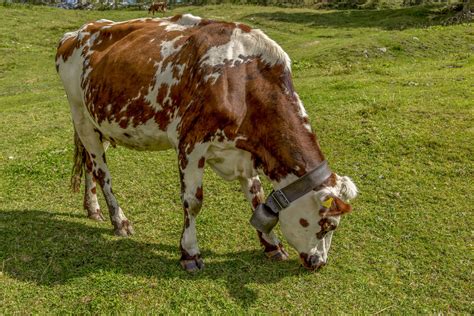 Alpine Milk Cow Free Stock Photo - Public Domain Pictures