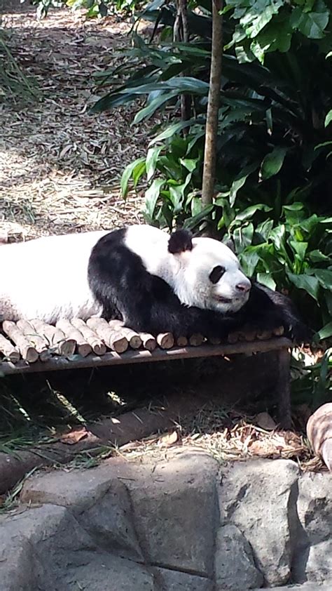 Pandas in River Safari Singapore | Flickr