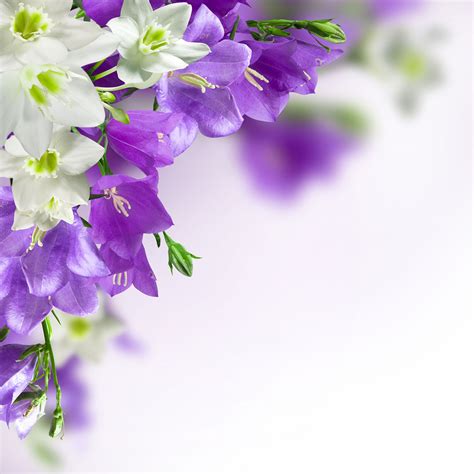 Corner Flowers - Purple Flowers White Background - 1500x1500 Wallpaper ...