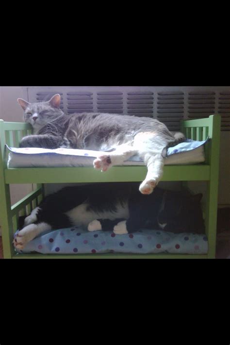 Cat bunk bed | Cat bunk beds, Cat bed, Cats