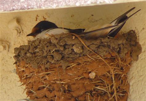 Barn Swallow nesting « BirdCam Blog