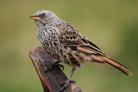 File:Weaver bird.jpg - Wikipedia