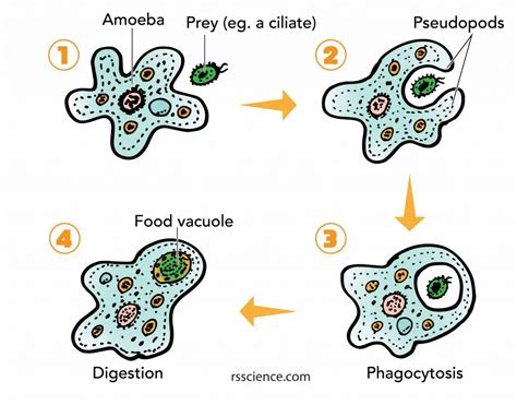 Facts about Amoeba, structure, behavior and reproduction - Rs' Science