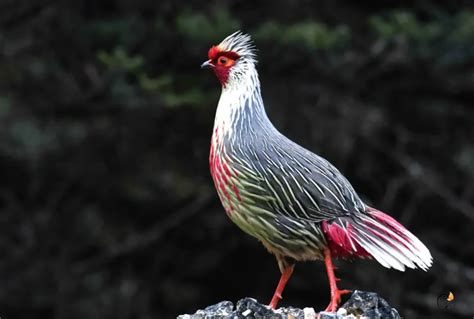 Blood Pheasant: Jewel of the Himalayan Mountains | WorldWeet