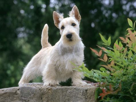 White Scottish Terrier dog photo and wallpaper. Beautiful White Scottish Terrier dog pictures