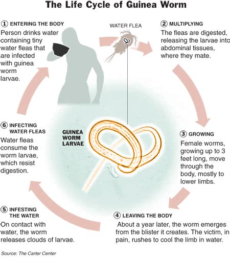 Pinworm Life Cycle