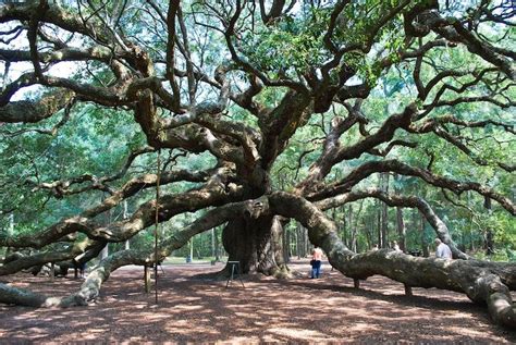 The Angel Oak in Charleston, SC | Angel oak, Angel oak trees, Places to see