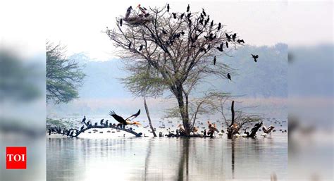 Sultanpur bird sanctuary to reopen from October 1 | Gurgaon News - Times of India