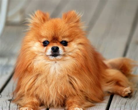 Pomeranian Dog : Temperament, Exercise and Grooming - InspirationSeek.com