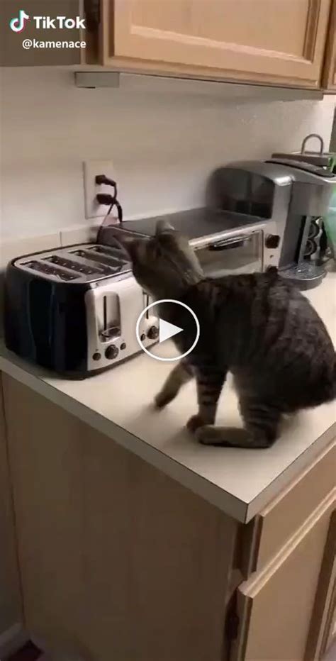 Funny cat toaster challenge | Funny cats, Cute funny animals, Funny cat ...