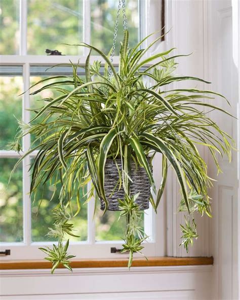 How to Care for Spider Plants, One of the Most Adaptable Plants to Grow