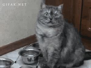 Hungry cat food GIF - Find on GIFER