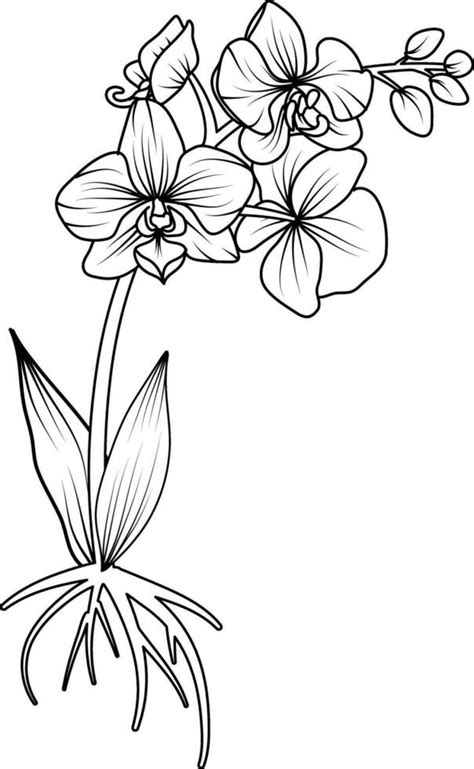 Orchid black and white vector drawing 29136459 Vector Art at Vecteezy