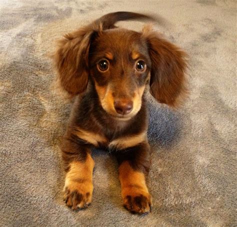 Cutest puppy!! #wiener dogs | Daschund puppies, Wiener dog puppies, Weenie dogs
