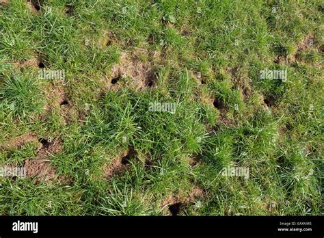 Holes in the ground made by a chipmunk Stock Photo - Alamy