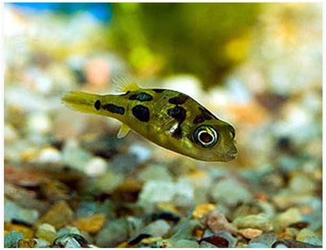 Dwarf Pea Puffer | Arizona Aquatic Gardens