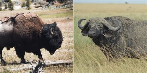 Bison Vs Buffalo: 6 Key Differences Between These Mammals