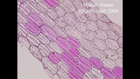 Moses-in-the-cradle/Rhoeo (Tradescantia spathacea) Epidermal Cells Under Light Microscope - YouTube