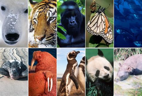 10 species to watch in 2010 | WWF