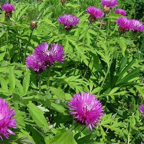 Centaurea Dealbata Flower Seeds - Perennial Cornflower