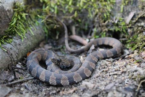 Discover the 7 Water Snakes Lurking in Michigan Waters - A-Z Animals