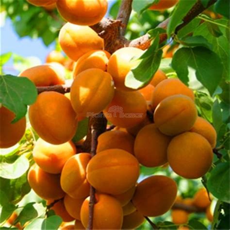 Apricot Fruit Plant