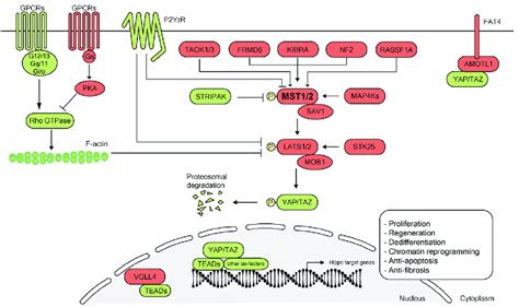 Overview of the Hippo pathway. The canonical Hippo signaling pathway is... | Download Scientific ...