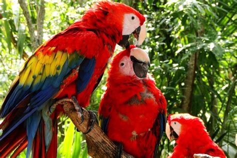 Are Cuban Macaws Extinct? - Havana Guide