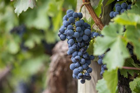 Grapes Grapevines Vineyard - Free photo on Pixabay