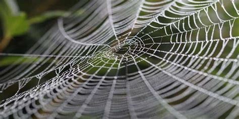 10 Stunning Illustrations Of Symmetry In Nature