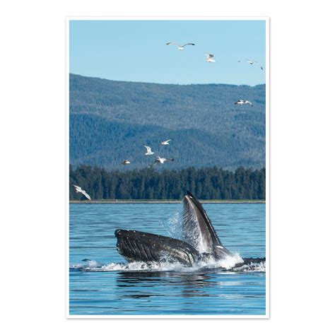 Humpback whales bubblenet feeding VI - Photo Art Print – Grasshopper ...