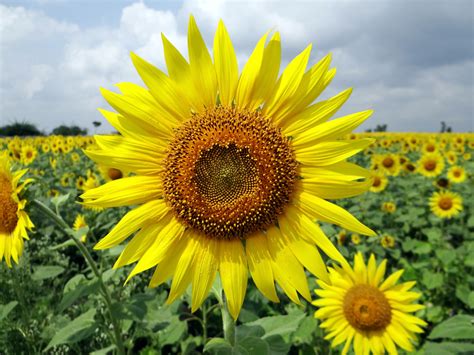 Blooming sunflower garden during daytime HD wallpaper | Wallpaper Flare