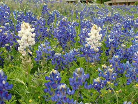 White Texas Bluebonnets | Rustic Images | Foundmyself