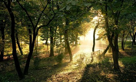 photography, Nature, Plants, Trees, Landscape, Sun Rays, Forest, Summer Wallpapers HD / Desktop ...