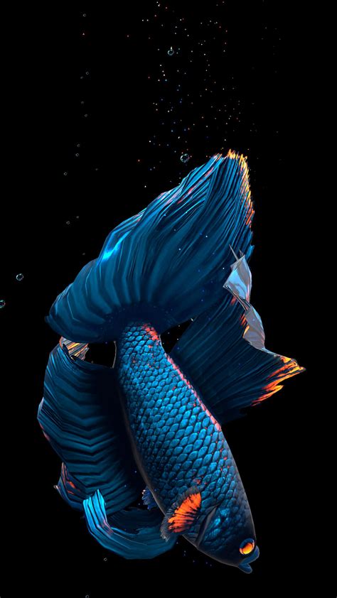 Betta Fish Live Wallpaper Free For Android Apk Download - Betta Fish Wallpaper Hd - 1440x2560 ...