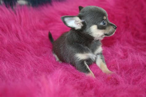 Angie's Puppy Dazes: Little Chihuahua Puppy