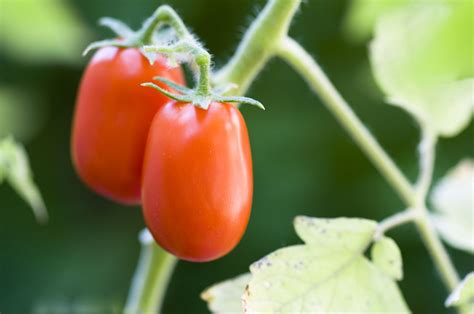 20 Determinate Tomato Varieties to Grow in Your Garden