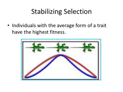 Stabilizing Selection Example In Animals