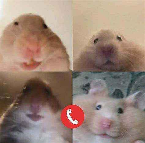 Hamster Video Call Meme : Staring Hamster Meme Canvas Prints Redbubble - Happy birthday to you ...