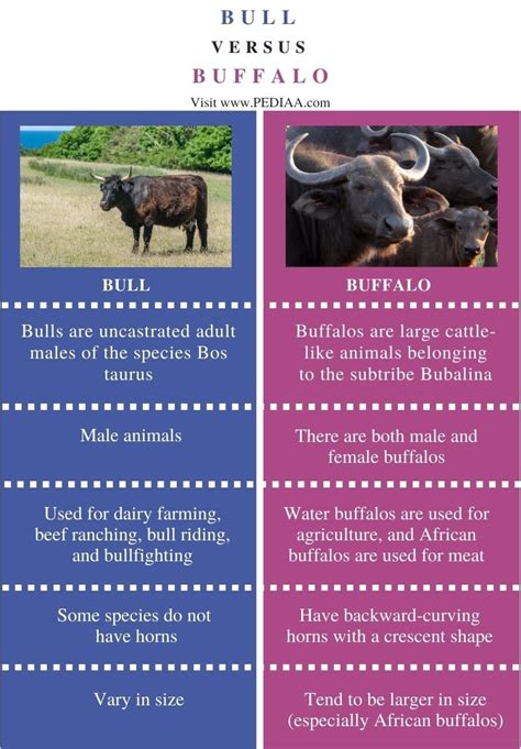 What is the Difference Between Bull and Buffalo - Pediaa.Com