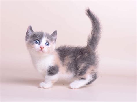 Munchkin Cats For Sale | Houston, TX #263121 | Petzlover