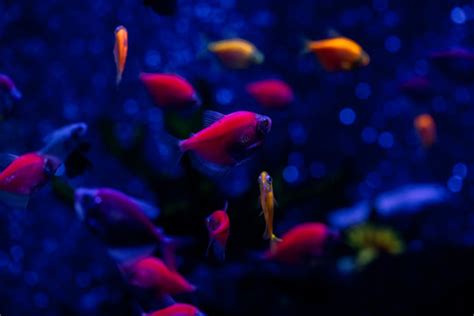 Glowfish bilder – Bläddra bland 83 stockfoton, vektorer och videor | Adobe Stock