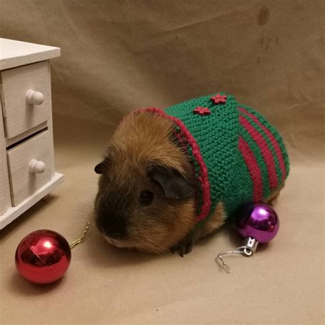 Guinea Pig Dress Red Costumes Pet Green Clothes for Pig | Etsy