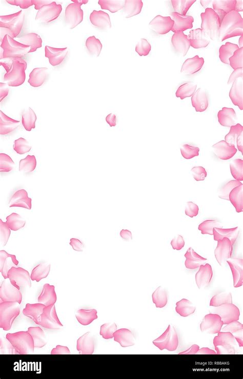 Pink Rose Petals Falling Background