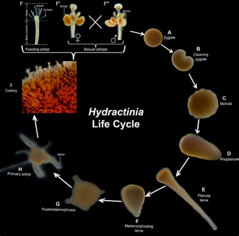 A day in the life of a modern Lernaean Hydra… - the Node